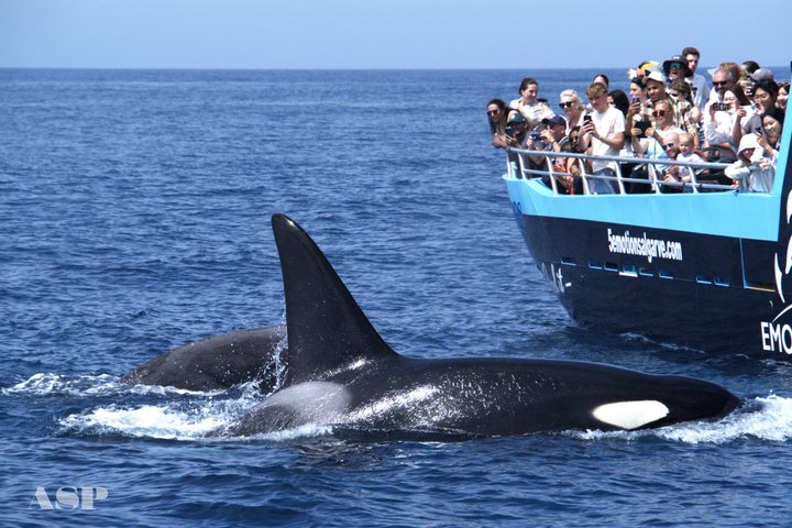 Portimão:Embark on Nature•Benagil and Dolphins•Biologist on board