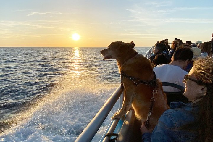 Portimão:Embark on Nature•Benagil and Dolphins•Biologist on board
