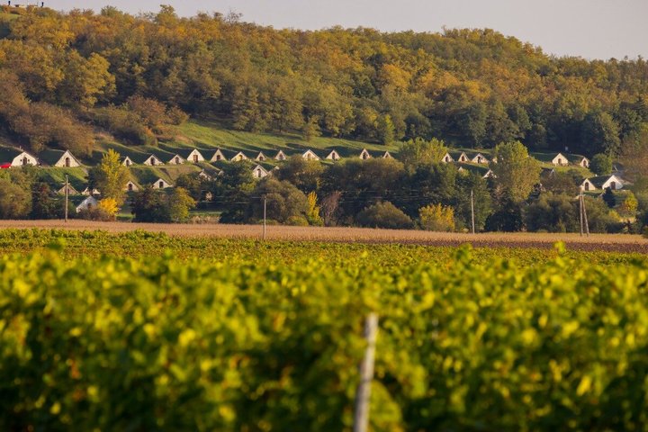 Tokaj Wine Tasting with Tokaji Aszú and Tapas in a UNESCO Cellar