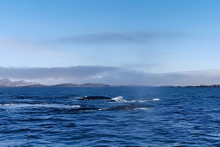 Paamiut Fjord and Iceberg Discovery Boat Tour