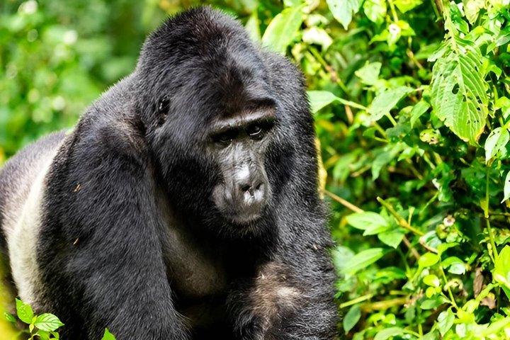 1 Day Uganda Gorilla Trekking at Mgahinga National Park