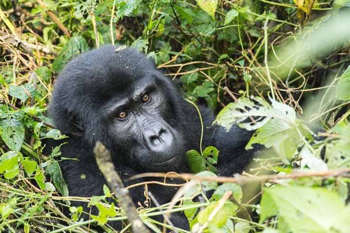 1 Day Uganda Gorilla Trekking at Mgahinga National Park