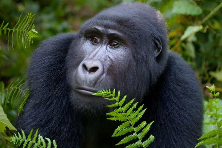 1 Day Uganda Gorilla Trekking at Mgahinga National Park