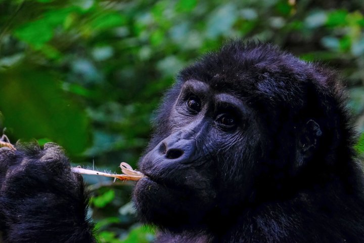 1 Day Uganda Gorilla Trekking at Mgahinga National Park