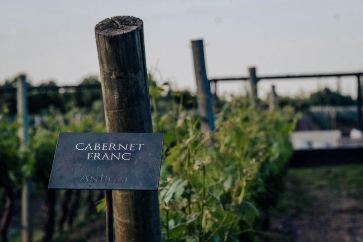 Antigal Winery Tour with Wine Tasting & Choice of Experiences