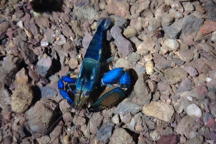 Pajarilla Night Tour: Guided Wildlife Walks in Drake Bay