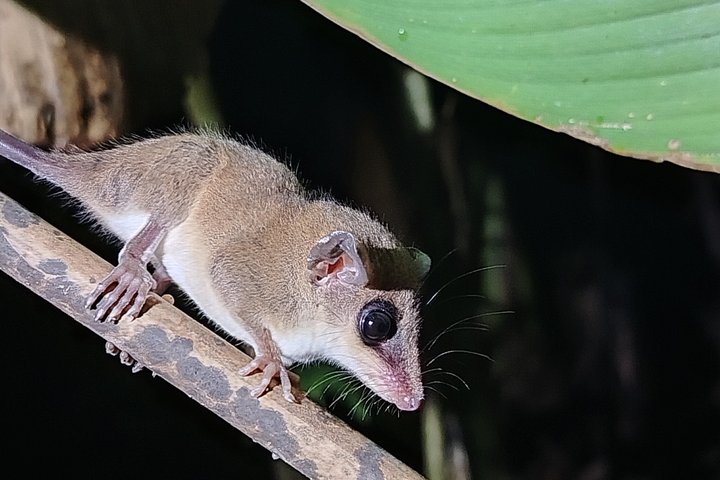 Pajarilla Night Tour: Guided Wildlife Walks in Drake Bay
