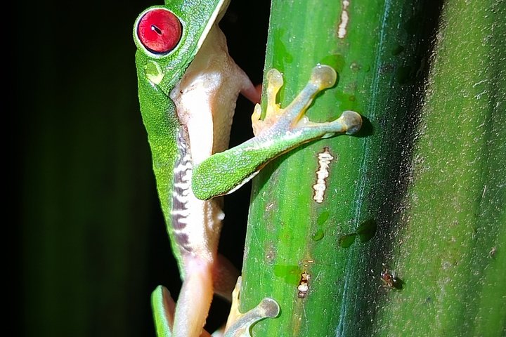 Pajarilla Night Tour: Guided Wildlife Walks in Drake Bay