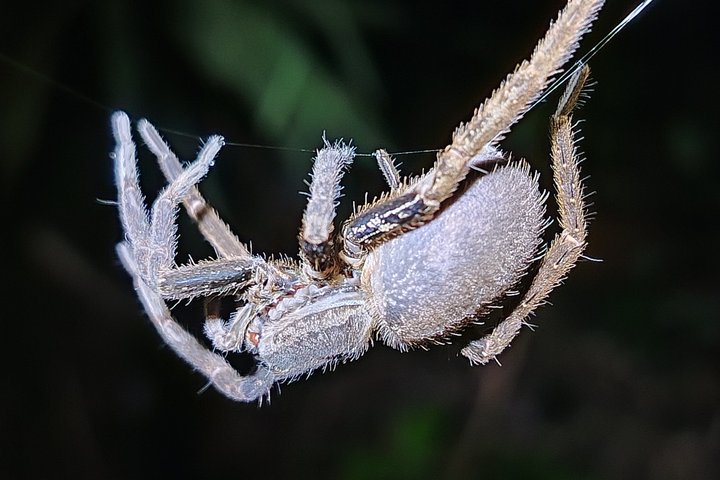 Pajarilla Night Tour: Guided Wildlife Walks in Drake Bay