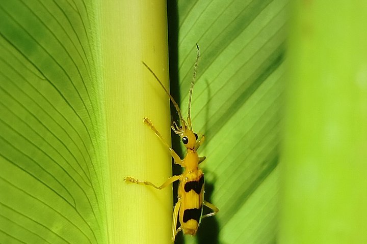 Pajarilla Night Tour: Guided Wildlife Walks in Drake Bay