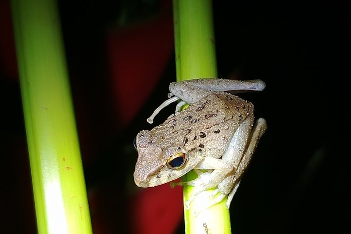 Pajarilla Night Tour: Guided Wildlife Walks in Drake Bay