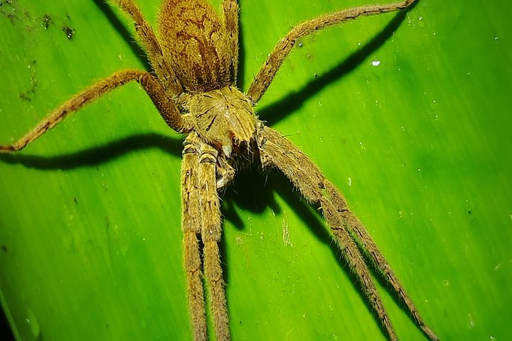Pajarilla Night Tour: Guided Wildlife Walks in Drake Bay