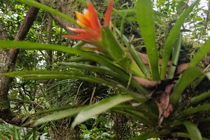 Ometepe trekking - Volcano Maderas By Happy Tours