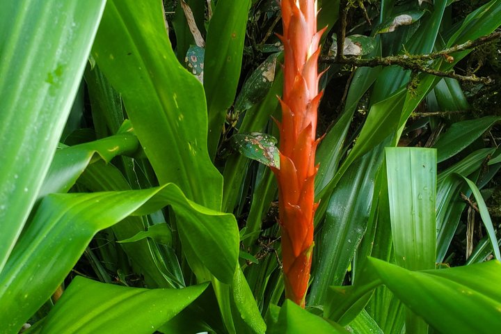 Ometepe trekking - Volcano Maderas By Happy Tours