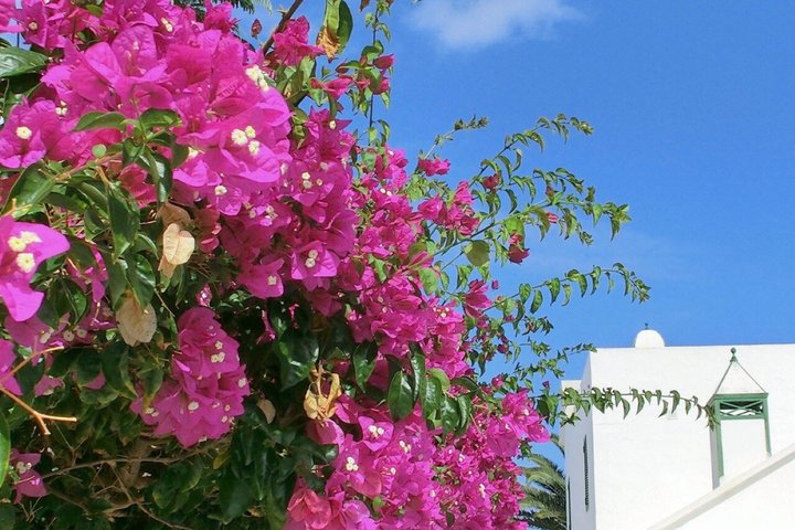 Lanzarote Volcano and Wine Region Tour from Fuerteventura