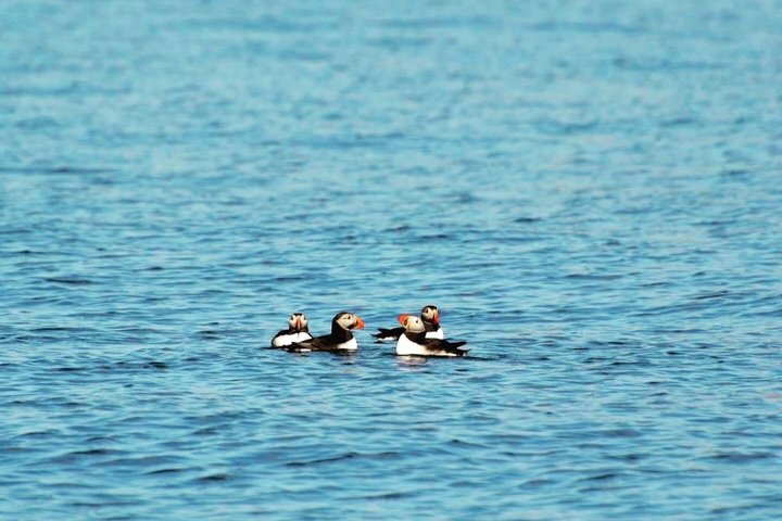 Dingle Sea Safari - Rib boat tour in Dingle Bay