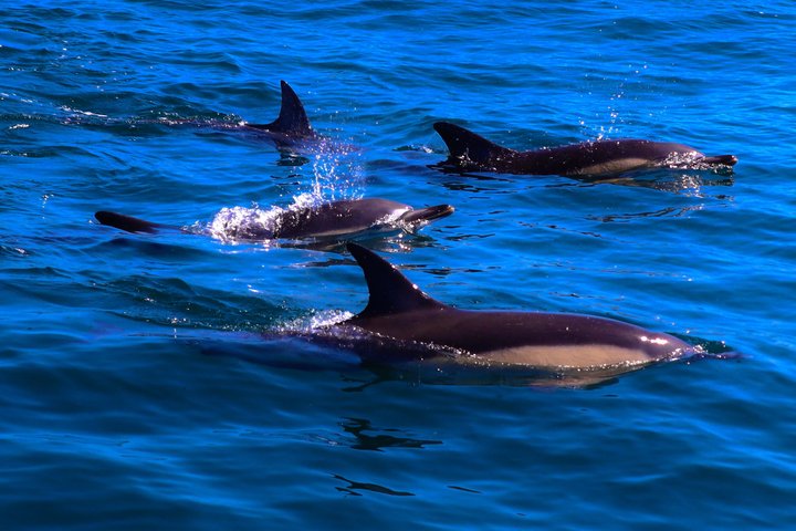 Dingle Sea Safari - Rib boat tour in Dingle Bay