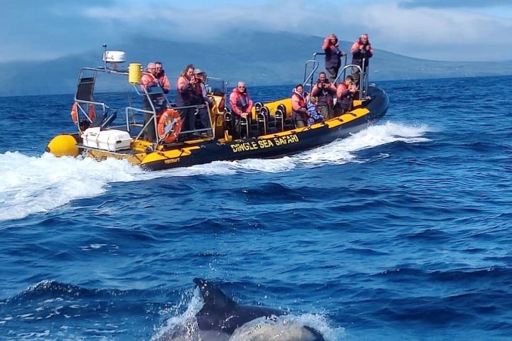 Dingle Sea Safari - Rib boat tour in Dingle Bay
