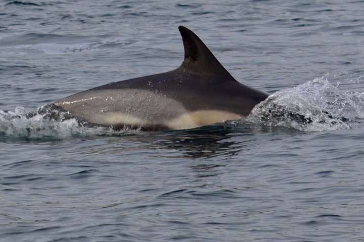Dingle Sea Safari - Rib boat tour in Dingle Bay