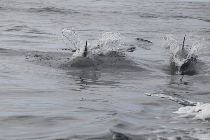 Dingle Sea Safari - Rib boat tour in Dingle Bay
