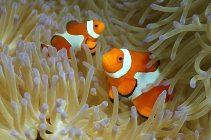 6Hour Luxury Okinawa Private Charter: Snorkeling & Jet Ski