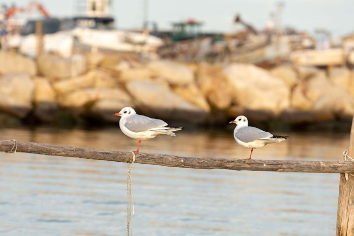 Explore Isola dell’Amore and wildlife on a Po Delta Boat Tour