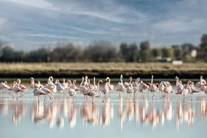 Explore Isola dell’Amore and wildlife on a Po Delta Boat Tour