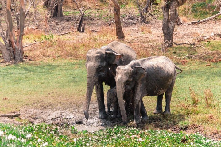 Yala National Park Private Jeep Safari with Entrance Ticket