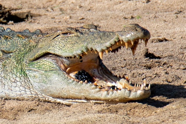 Yala National Park Private Jeep Safari with Entrance Ticket