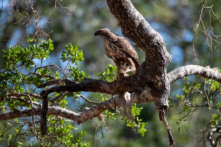 Yala National Park Private Jeep Safari with Entrance Ticket