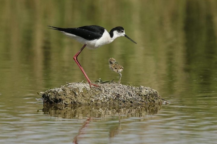 Explore Isola dell’Amore and wildlife on a Po Delta Boat Tour