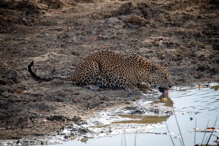 Yala National Park Private Jeep Safari with Entrance Ticket