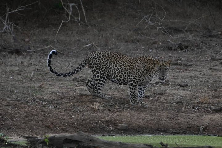 Yala National Park Private Jeep Safari with Entrance Ticket