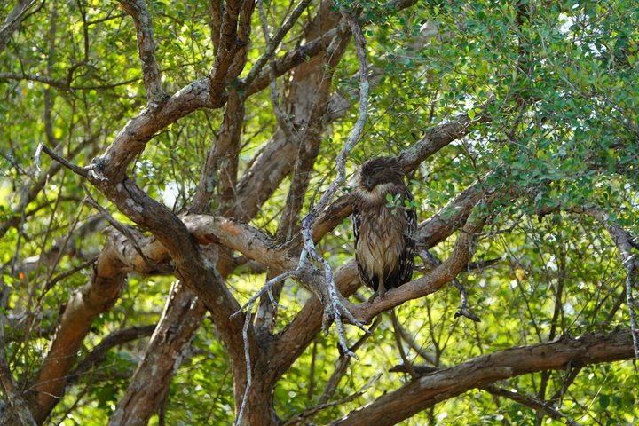 Yala National Park Private Jeep Safari with Entrance Ticket