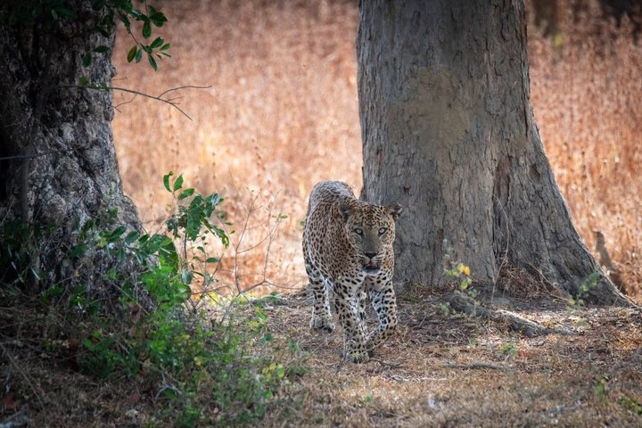 Yala National Park Private Jeep Safari with Entrance Ticket