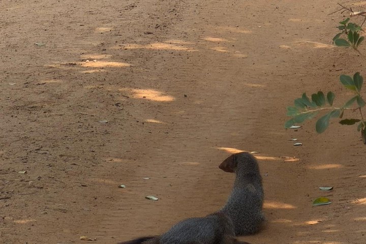 Yala National Park Private Jeep Safari with Entrance Ticket