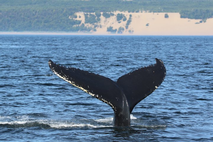 Tadoussac/Charlevoix: Whale & Bear Wildlife Tour