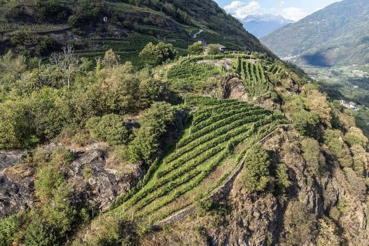 Wine tasting with visit to the winery in Valtellina in Chiuro