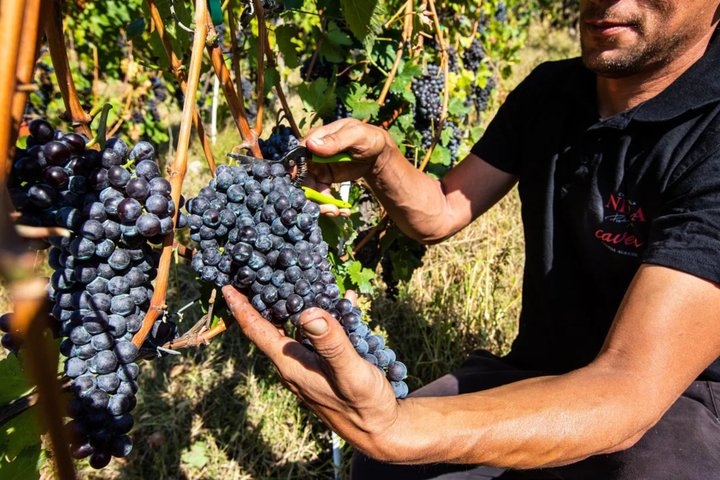 Wine tasting with visit to the winery in Valtellina in Chiuro