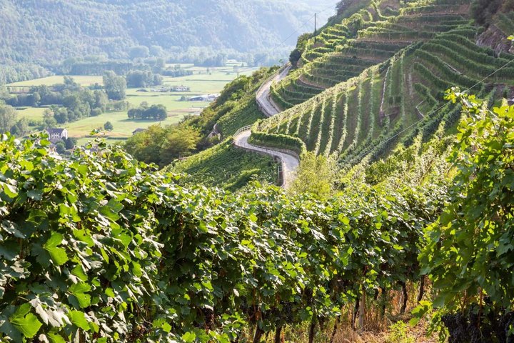 Wine tasting with visit to the winery in Valtellina in Chiuro
