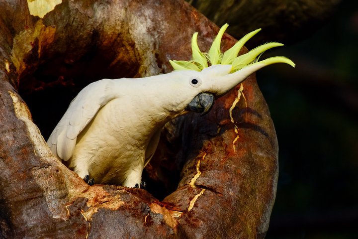 Springbrook andTamborine Rainforest Tour Incl Natural Bridge and Glow Worm Cave