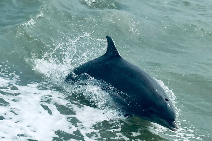 Early Bird Eco Tour and Dolphin Watch