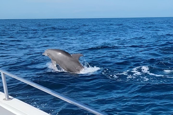 Early Bird Eco Tour and Dolphin Watch