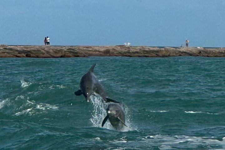 Early Bird Eco Tour and Dolphin Watch