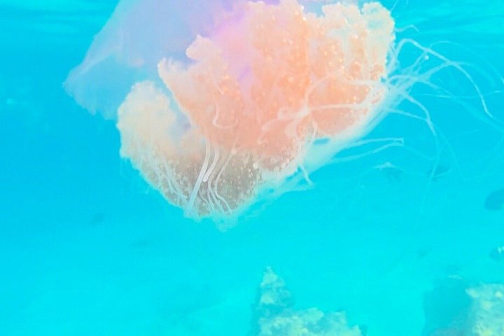 Zanzibar Mnemba Island Snorkeling and Dolphin Watching Adventure