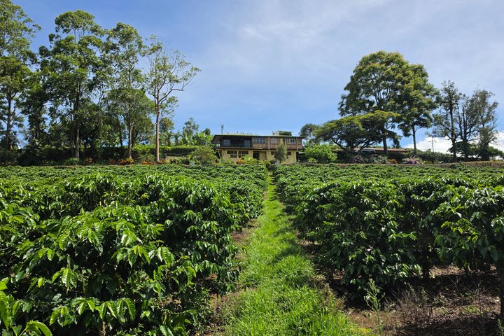 Full Day Poas Volcano, La Paz Waterfall Gardens and Coffee Plantation Experience