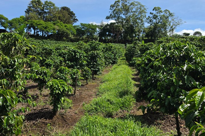 Full Day Poas Volcano, La Paz Waterfall Gardens and Coffee Plantation Experience