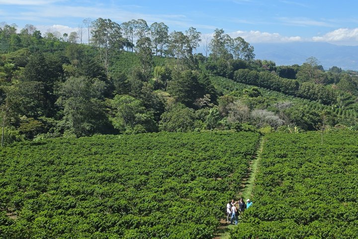 Full Day Poas Volcano, La Paz Waterfall Gardens and Coffee Plantation Experience