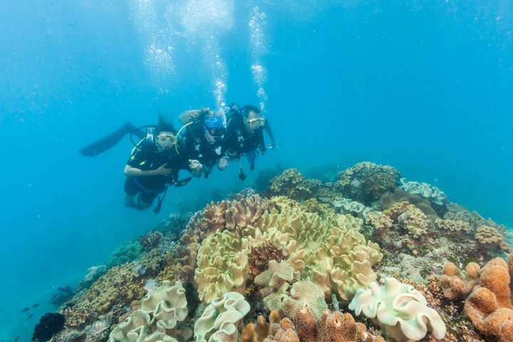 Ocean Freedom: Great Barrier Reef Stylish Snorkel, Dive Reef Tour