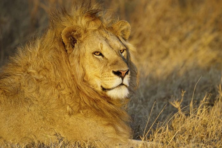 4 Day Safari from Zanzibar to Serengeti and Ngorongoro Crater